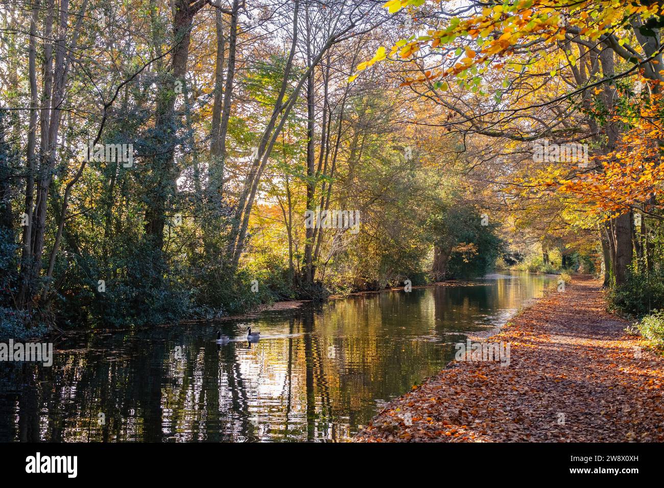 Ammira il sentiero lungo il canale di Basingstoke in autunno. Mytchette, Surrey, Inghilterra, Regno Unito, Gran Bretagna Foto Stock