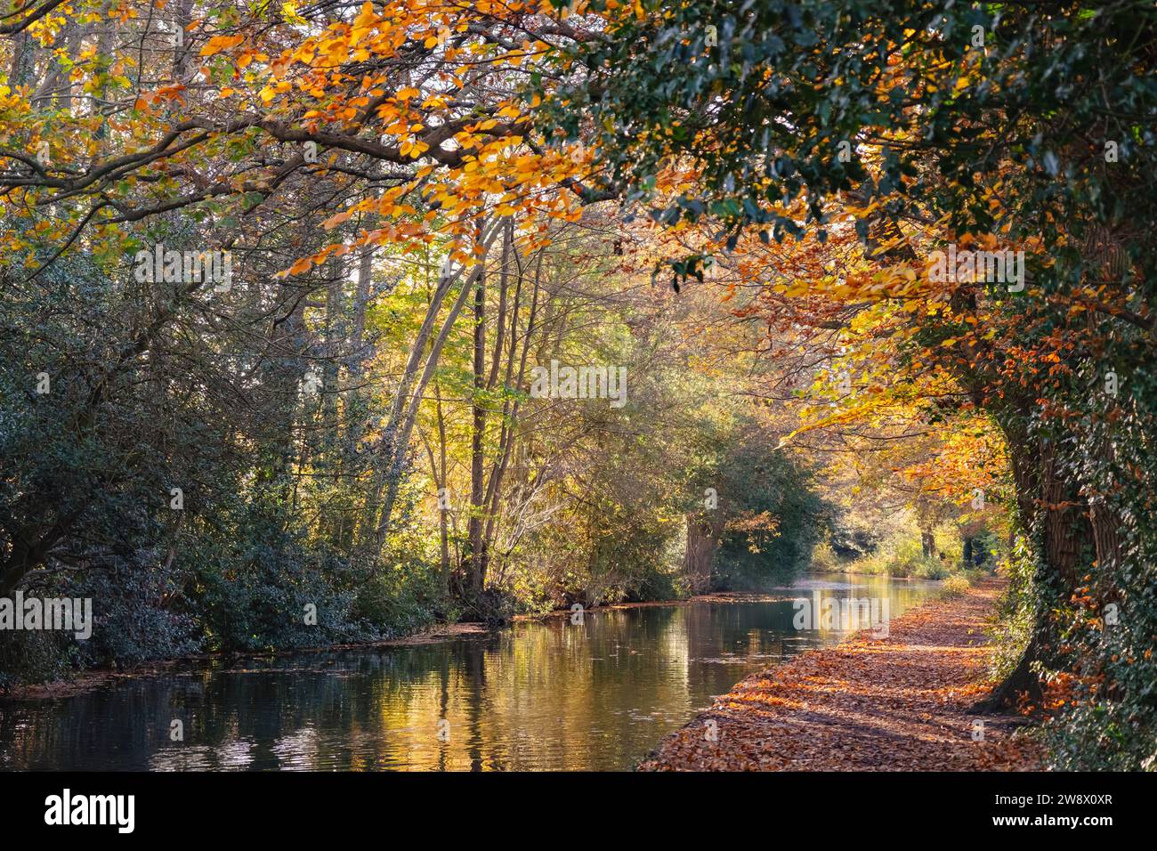 Ammira il sentiero lungo il canale di Basingstoke in autunno. Mytchette, Surrey, Inghilterra, Regno Unito, Gran Bretagna Foto Stock