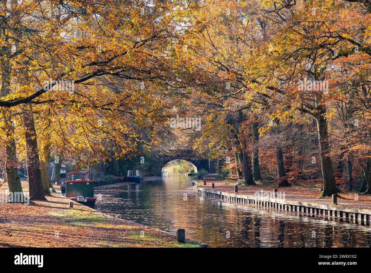 Ammira il canale di Basingstoke dal centro visitatori in autunno. Mytchette, Surrey, Inghilterra, Regno Unito, Gran Bretagna Foto Stock