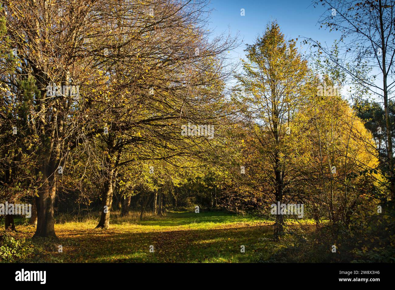Regno Unito, Inghilterra, Cheshire, Goodrey, Università di Manchester, Jodrell Bank Arboretum in autunno Foto Stock