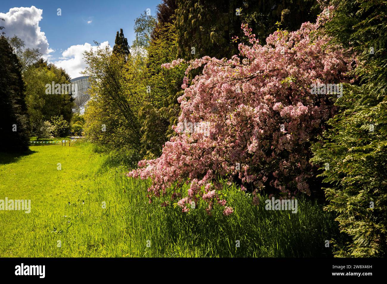 Regno Unito, Inghilterra, Cheshire, Goostrey, Università di Manchester, Jodrell Bank, arboreto, albero estivo in fiore e telescopio Lovell Foto Stock