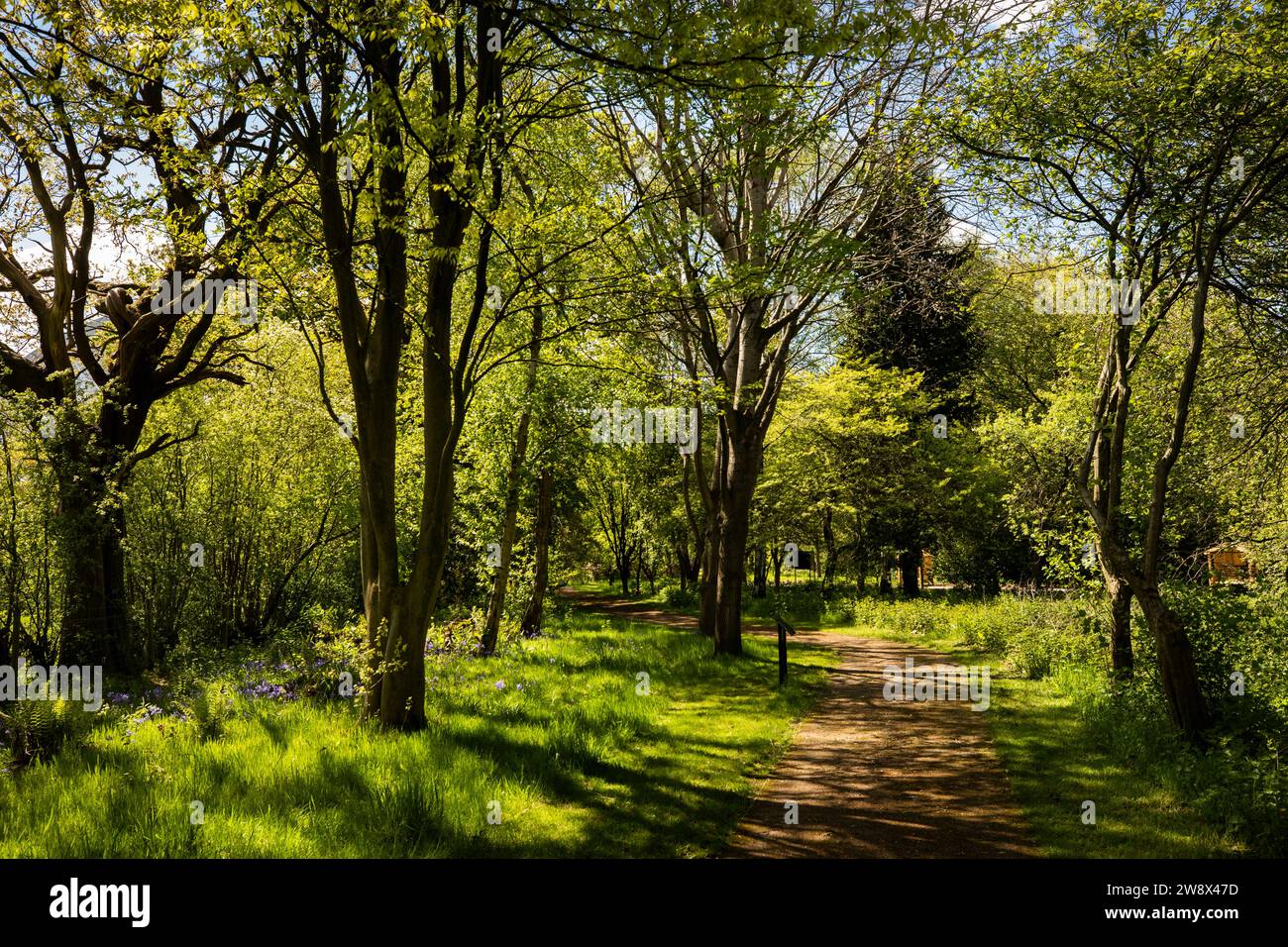 Regno Unito, Inghilterra, Cheshire, Goostrey, Università di Manchester, Jodrell Bank Arboretum, sentiero nel bosco Foto Stock