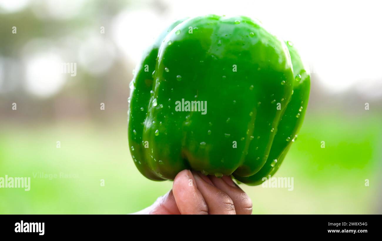 Peperone verde croccante gigante: Un grande capsico verde in mano Foto Stock