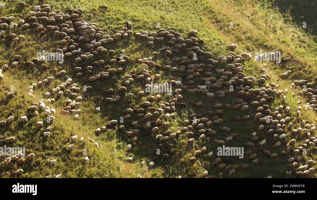 Mandria di pecore nei villaggi dell'Azerbaigian, affascinanti pecore vagano pacificamente, aggiungendo alla bellezza paesaggistica dei dintorni Foto Stock