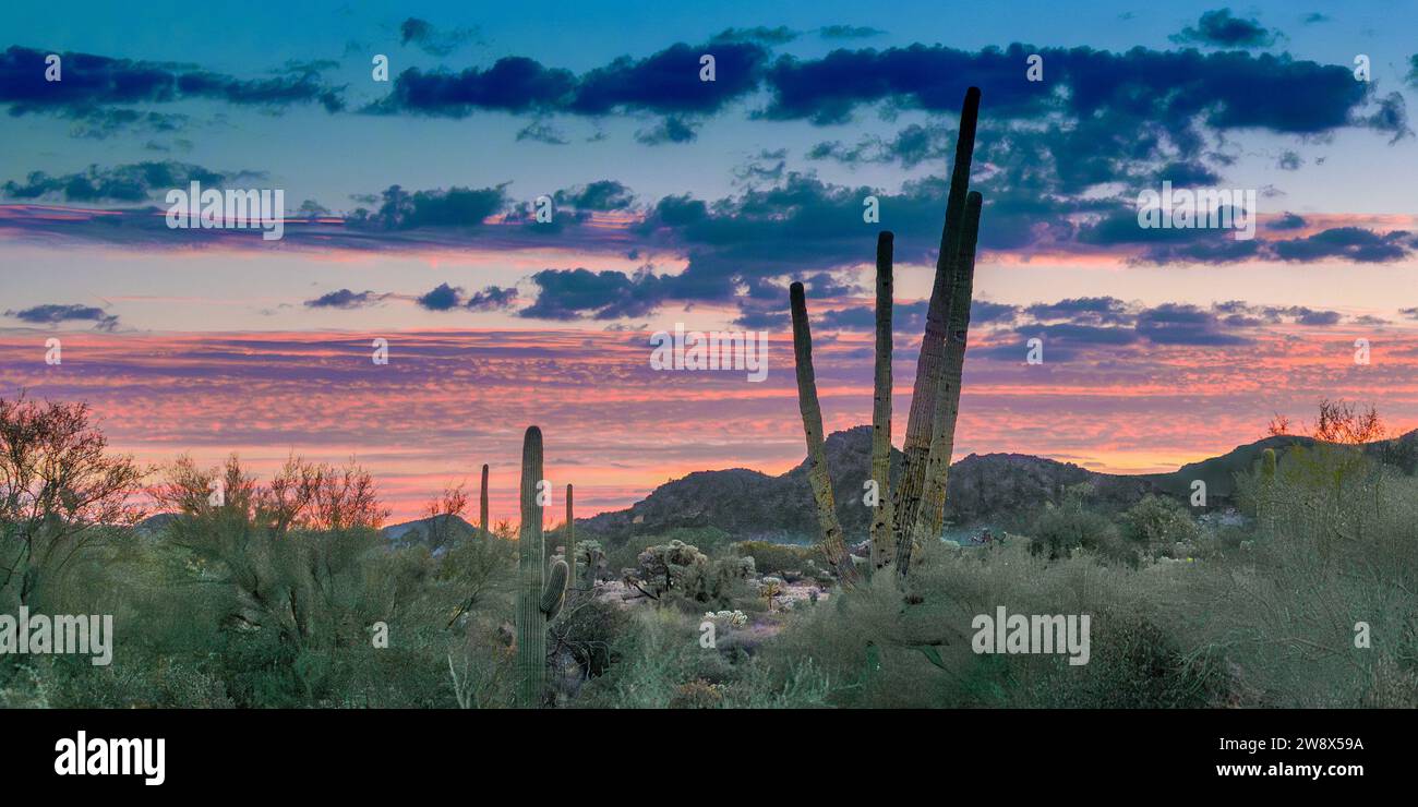 Deserto alba paesaggio saguaro cactus cactus cactus orsacchiotto Cholla nel Lost Dutchman Park Phoenix Arizona Cylindropuntia bigelovii - Carnegiea gigantea Foto Stock