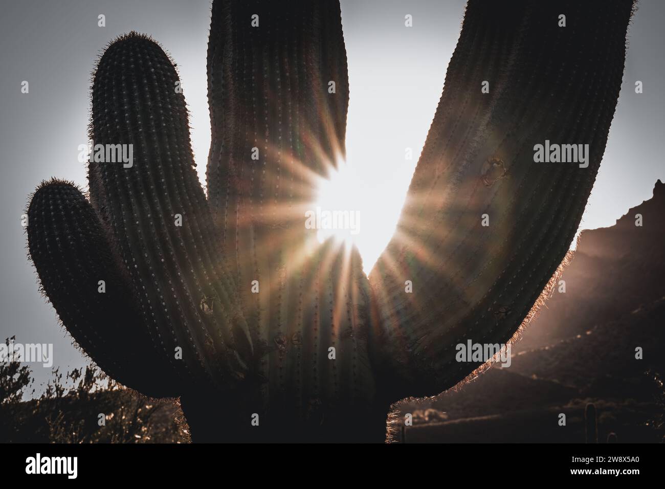 Deserto alba paesaggio saguaro cactus cactus cactus orsacchiotto Cholla nel Lost Dutchman Park Phoenix Arizona Cylindropuntia bigelovii - Carnegiea gigantea Foto Stock