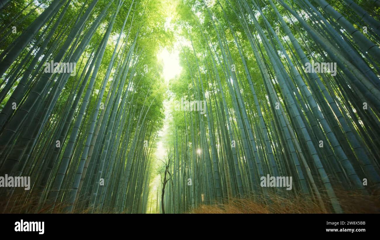 Foto della foresta di bambù Arashiyama di Kyoto Japan Foto Stock