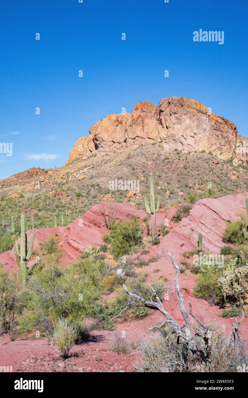 Tonto National Forest USA / America- Biome desertico vicino Phoenix Arizona con cactus e cactus - saguaro e montagne ai piedi delle montagne Foto Stock