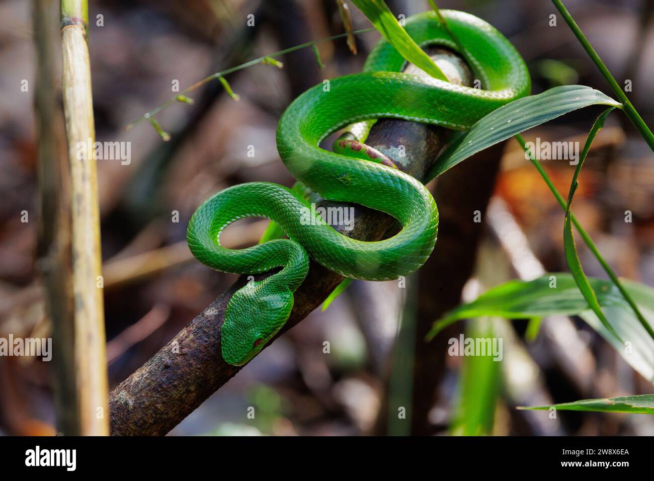 Piccolo pozzo verde viper Trimeresurus in piedi su un ramo della foresta pluviale di Doi Inthanon, Thailandia Foto Stock