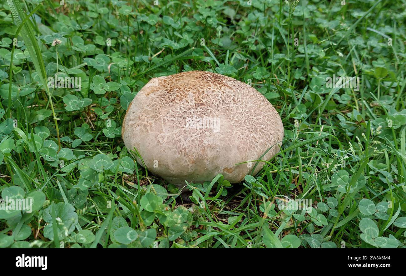 Fungo puffball a spore viola che cresce in un campo di erba trifoglio Foto Stock