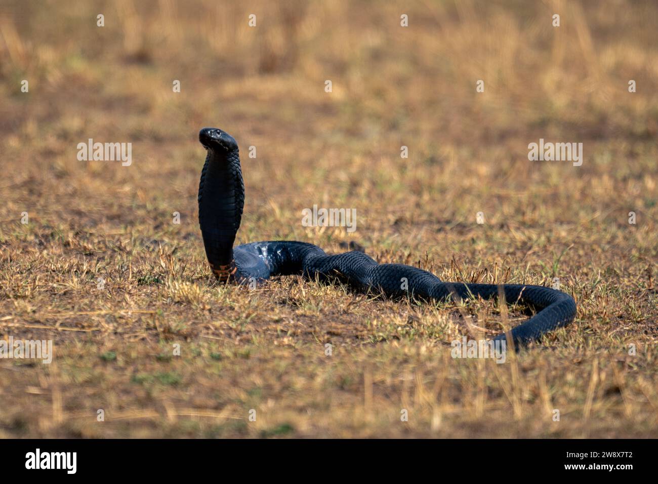 Cobra con collo nero che solleva la testa dall'erba Foto Stock