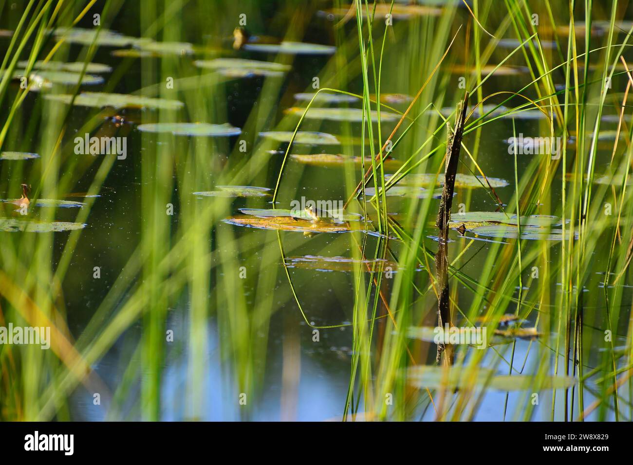 La rana di mare (Pelophylax ridibundus) si trova su un cuscinetto di gigli, uno sfondo bellissimo Foto Stock
