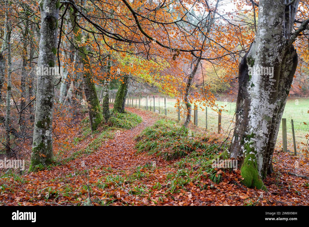 Alberi autunnali lungo il fiume Findhorn vicino a Randolf's Leap, Morayshire, Scozia Foto Stock