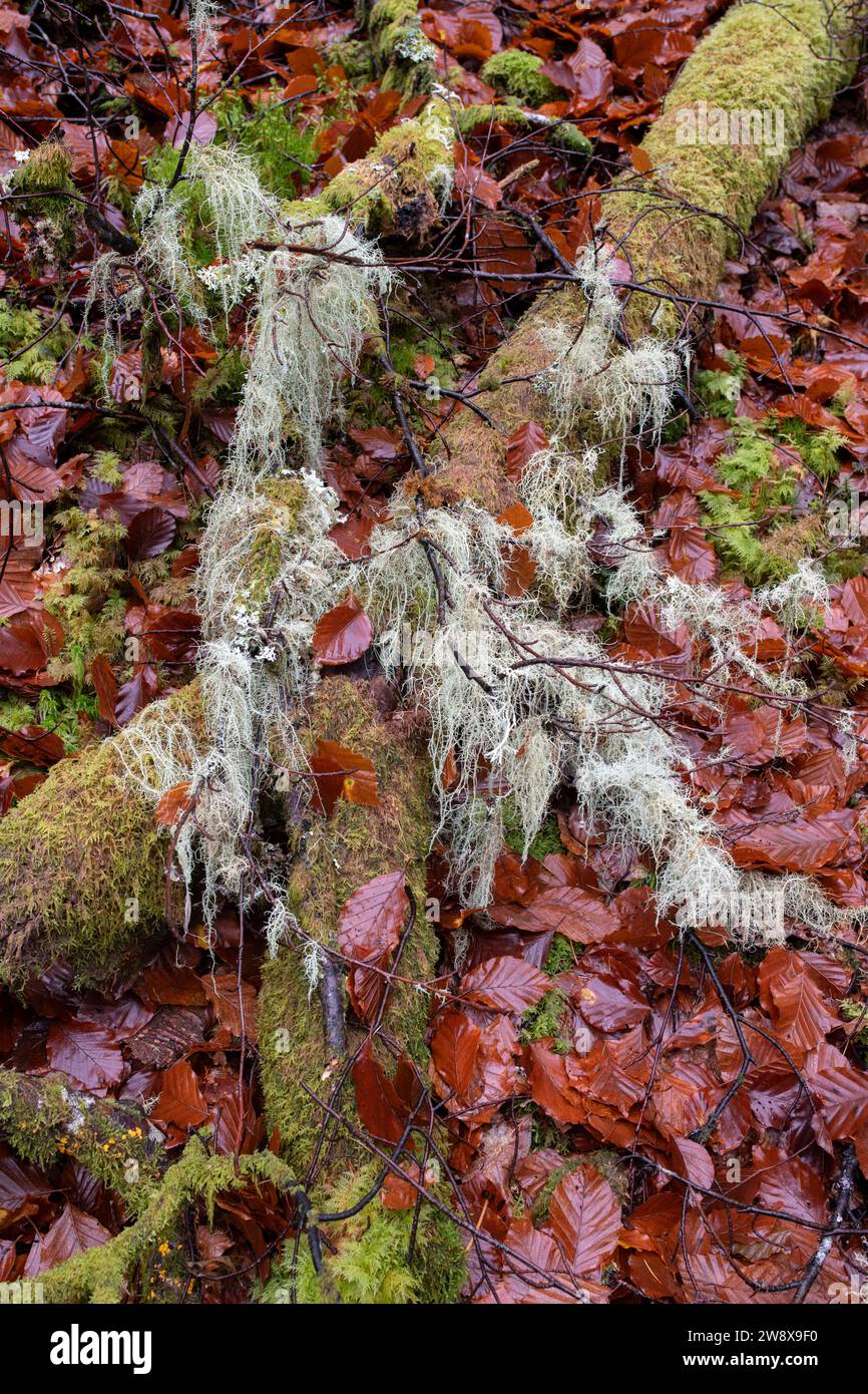 Il lichene copriva i rami in muschio e foglie autunnali. Morayshire, Scozia Foto Stock