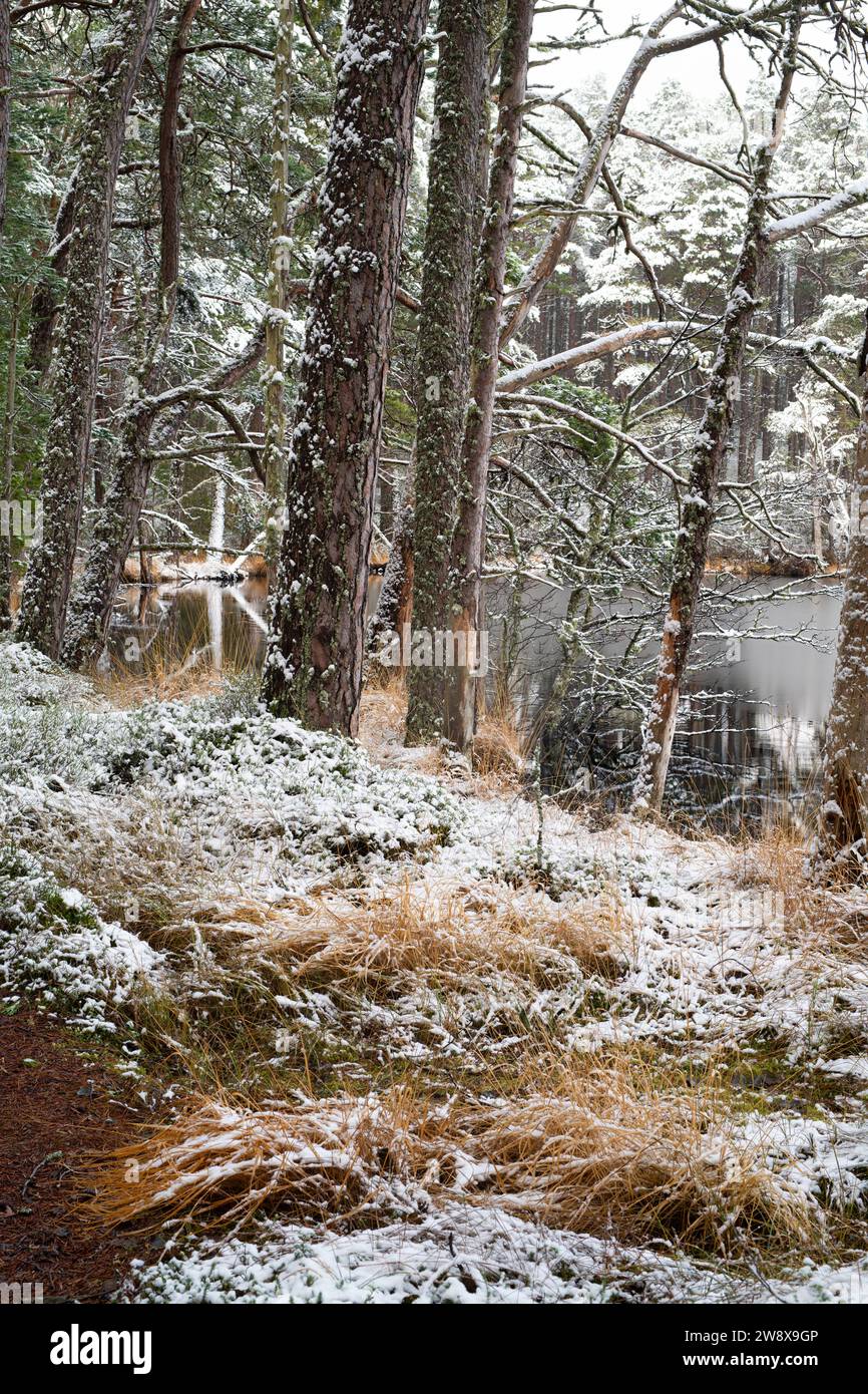 Pini e prati lungo le acque si affacciano sulla neve. Loch Mallachie, Highlands, Scozia Foto Stock