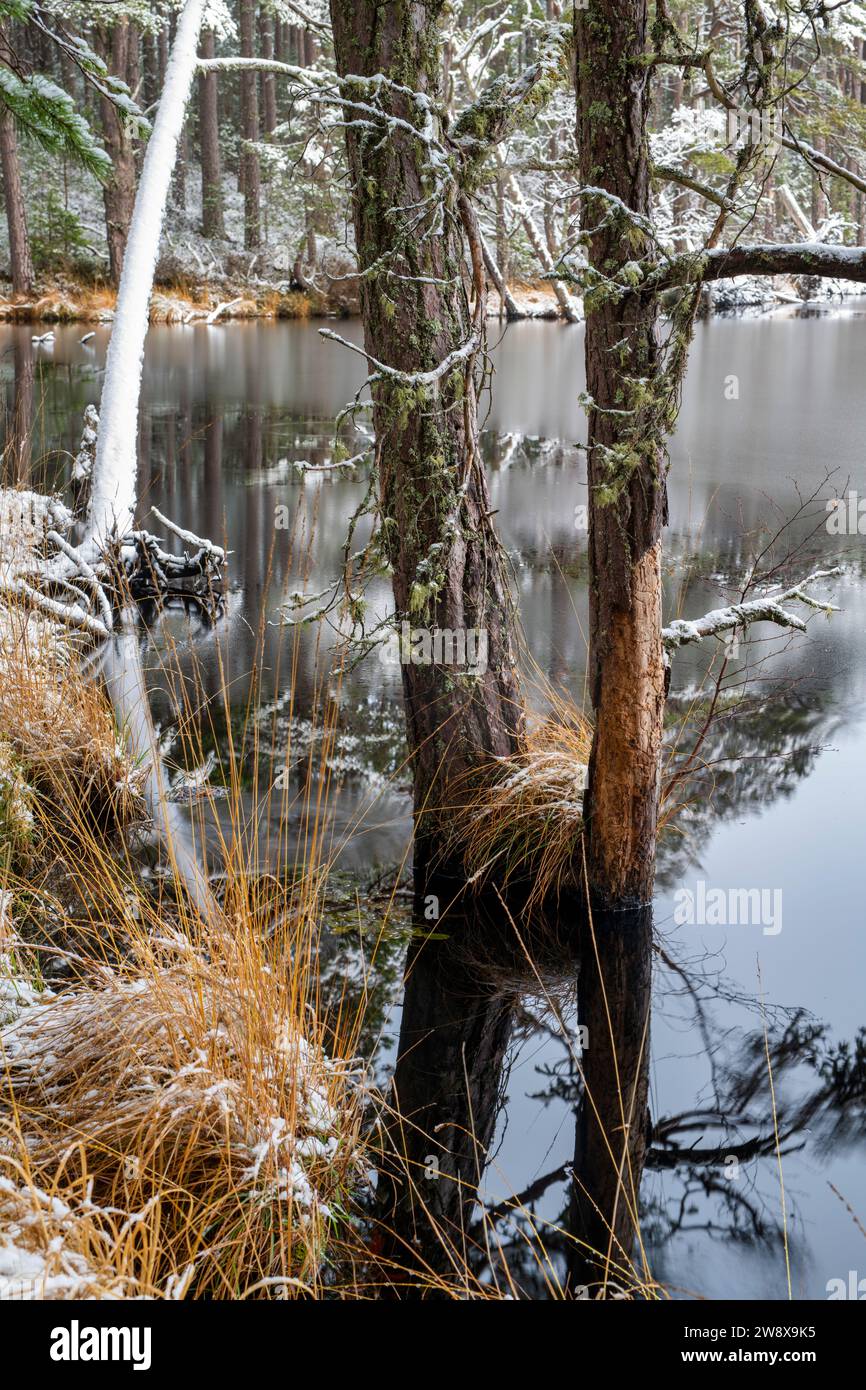 Pini e prati lungo le acque si affacciano sulla neve. Loch Mallachie, Highlands, Scozia Foto Stock