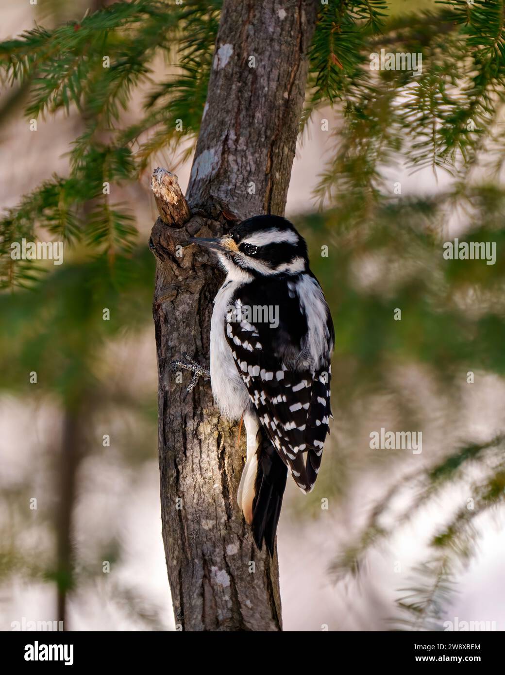 Woodpecker femmina vista posteriore che si aggrappa a un tronco di albero e mostra piumaggio di colore bianco e nero nel suo ambiente e habitat circostante. Foto Stock