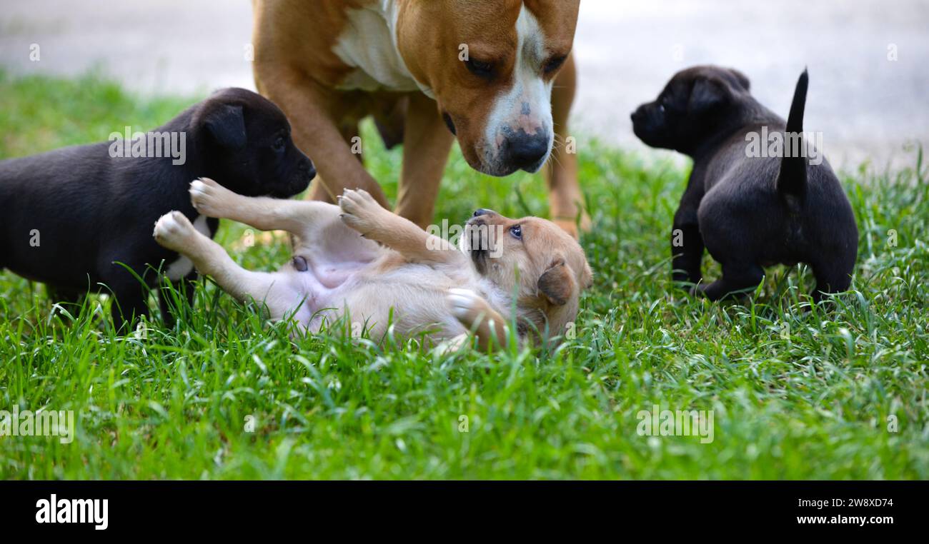 cane amstaff che gioca con i cuccioli. Foto Stock