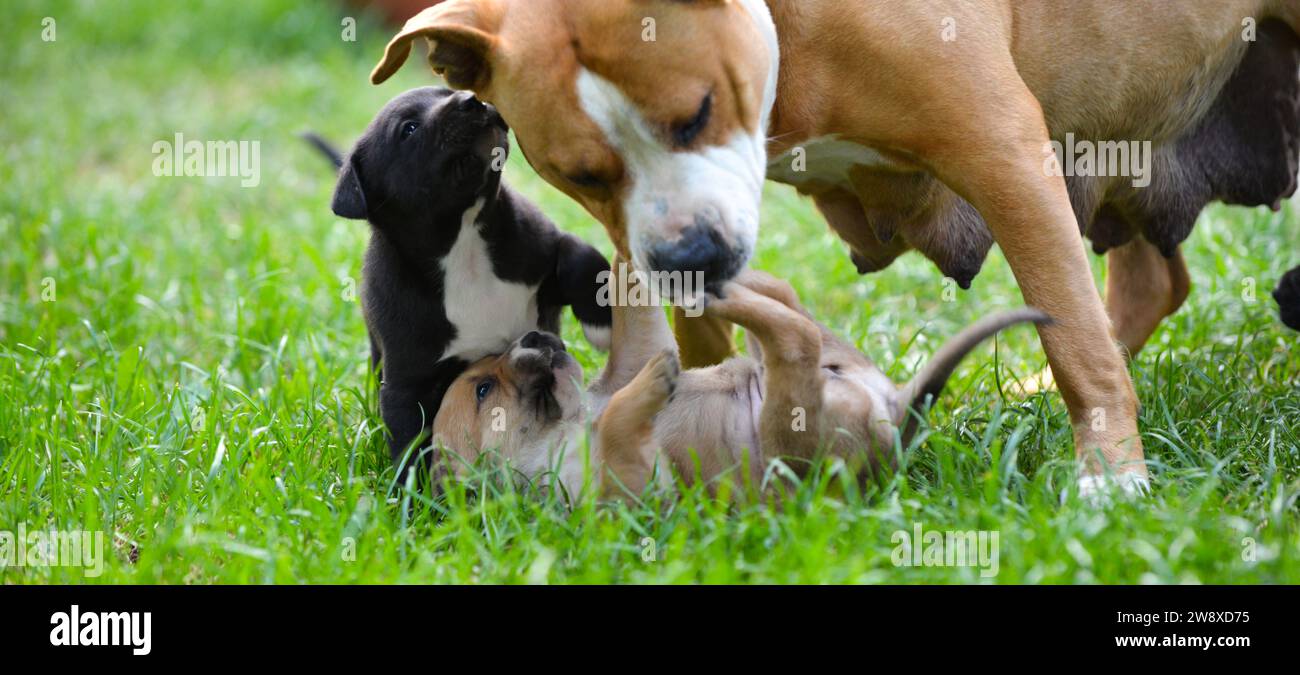 cane amstaff che gioca con i cuccioli. Foto Stock