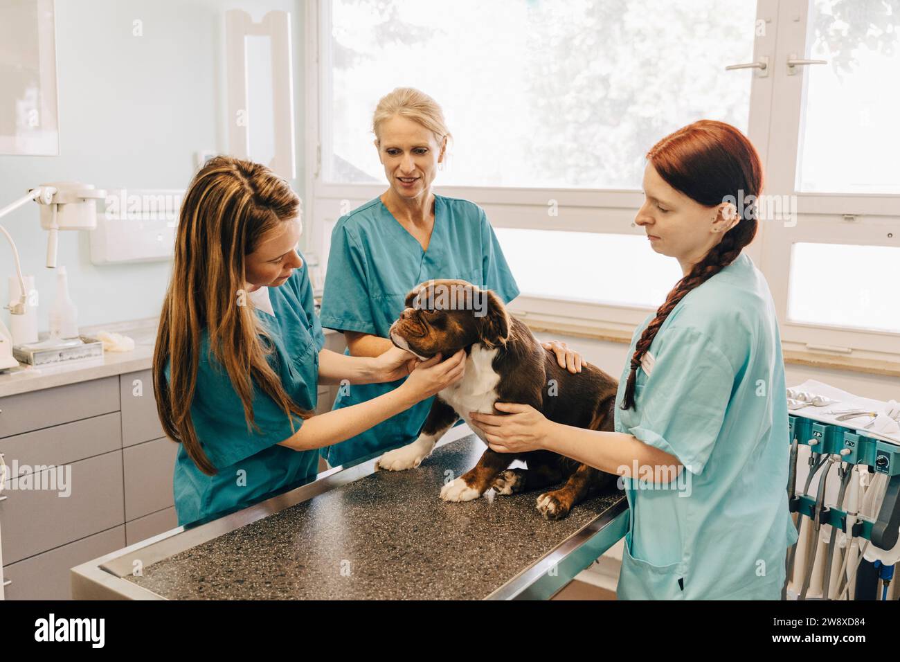 Veterinario femminile che esamina bulldog mentre infermieri assistono in clinica medica Foto Stock