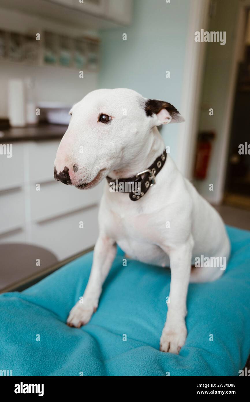 Bull terrier bianco sul tavolo che guarda lontano nella clinica veterinaria Foto Stock