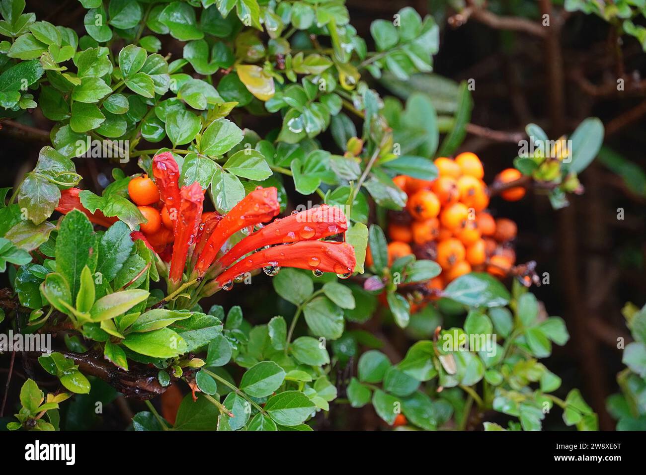 Caprifoglio, o Tecoma capensis fiori d'arancio e Firethorn, o bacche di Pyracantha, dopo la pioggia Foto Stock