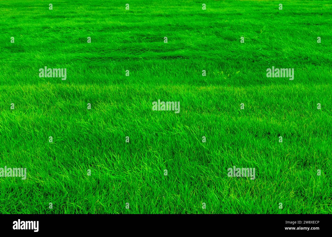 Fresco sfondo verde prato, Islanda Foto Stock