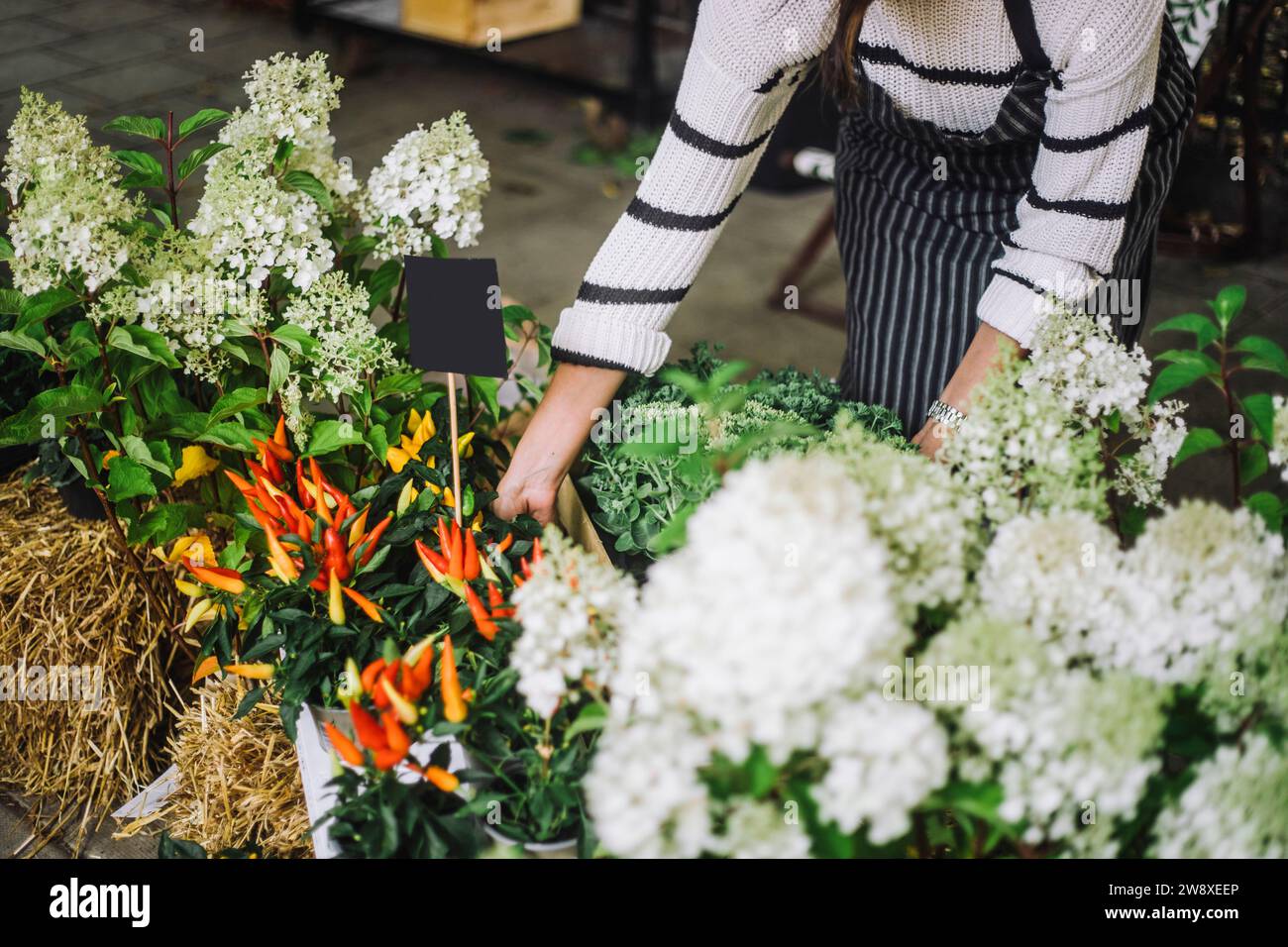 Sezione centrale del fioraio che organizza piante di peperoncino e fiori al mercato delle pulci Foto Stock