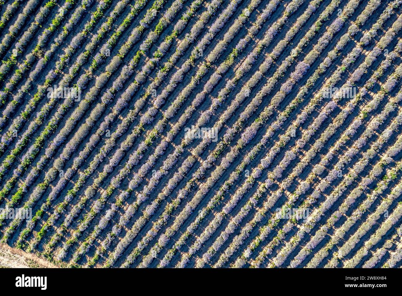 Vista aerea dal drone di un incredibile campo di lavanda in fila. Foto Stock