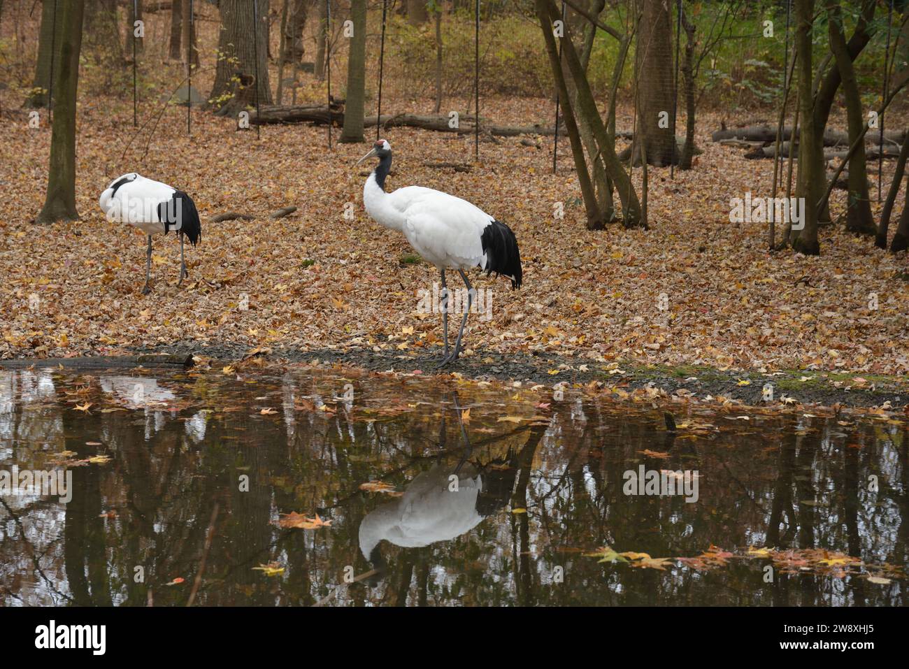 Bronx Zoo, novembre 2023 Foto Stock