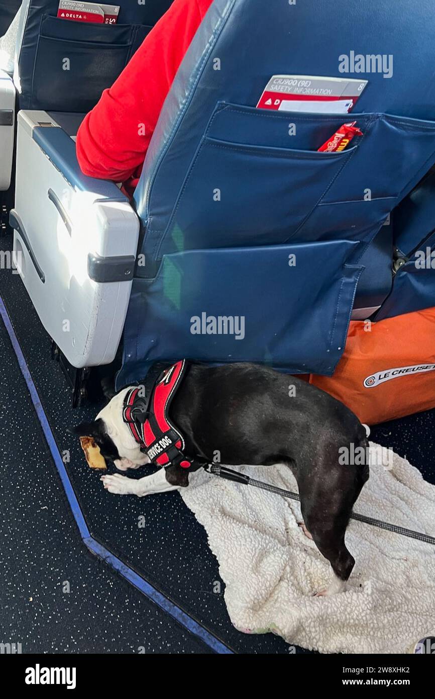 Un animale di servizio gioca sul pavimento di un volo Delta per New York il 21 dicembre 2023. Secondo il Dipartimento dei trasporti degli Stati Uniti, ai sensi dell'Air Carrier Access Act (ACAA), per animale di servizio si intende un cane, indipendentemente dalla razza o dal tipo, che sia formato individualmente per svolgere attività lavorative o per svolgere compiti a beneficio di un individuo qualificato con disabilità, compresi un individuo fisico, sensoriale, psichiatrico, intellettuale, o altra disabilità mentale. Le specie animali diverse dai cani, gli animali di supporto emotivo, gli animali di conforto, gli animali di compagnia e gli animali di servizio in addestramento non sono servic Foto Stock