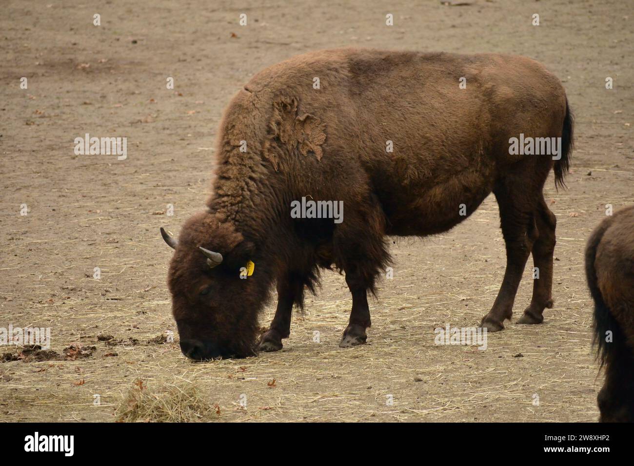 Bronx Zoo, novembre 2023 Foto Stock