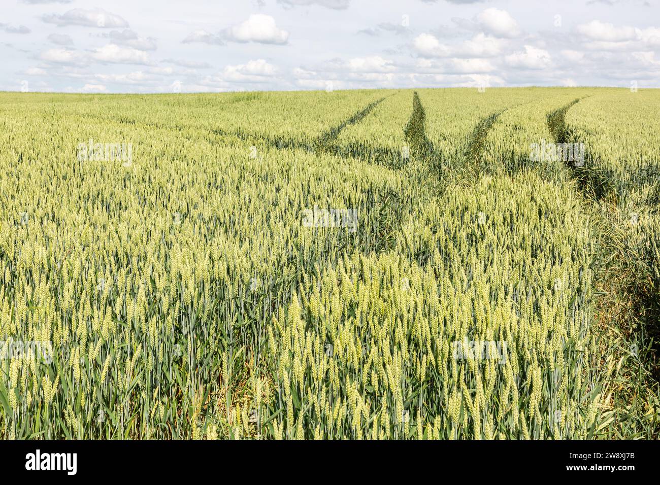 Campi di grano ancora verdi alla luce della primavera Foto Stock