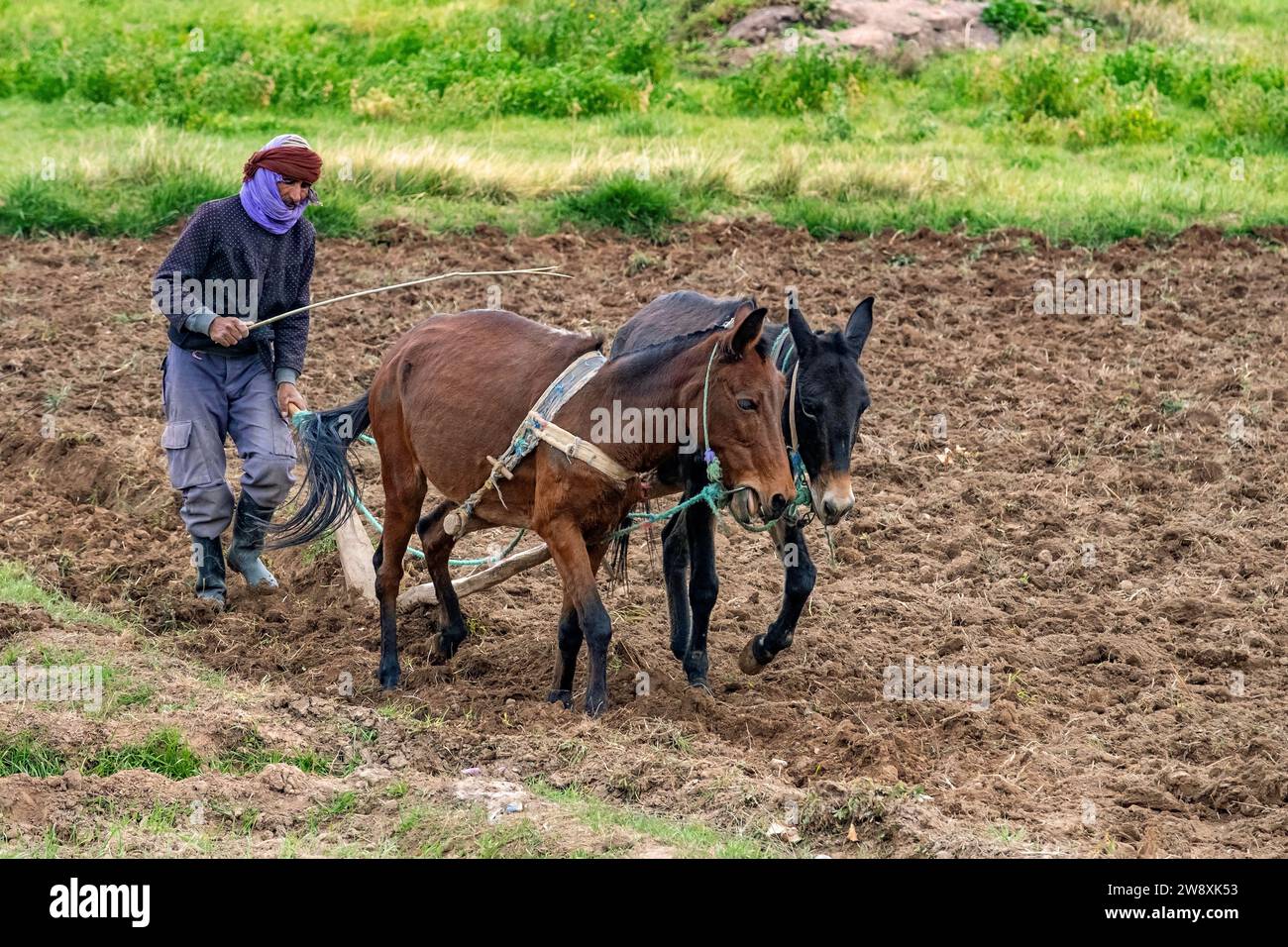Campo di aratura contadino marocchino con aratro / aratro di legno primitivo, trainato da due muli, provincia di Midelt, regione di Meknès-Tafilalet, Marocco Foto Stock