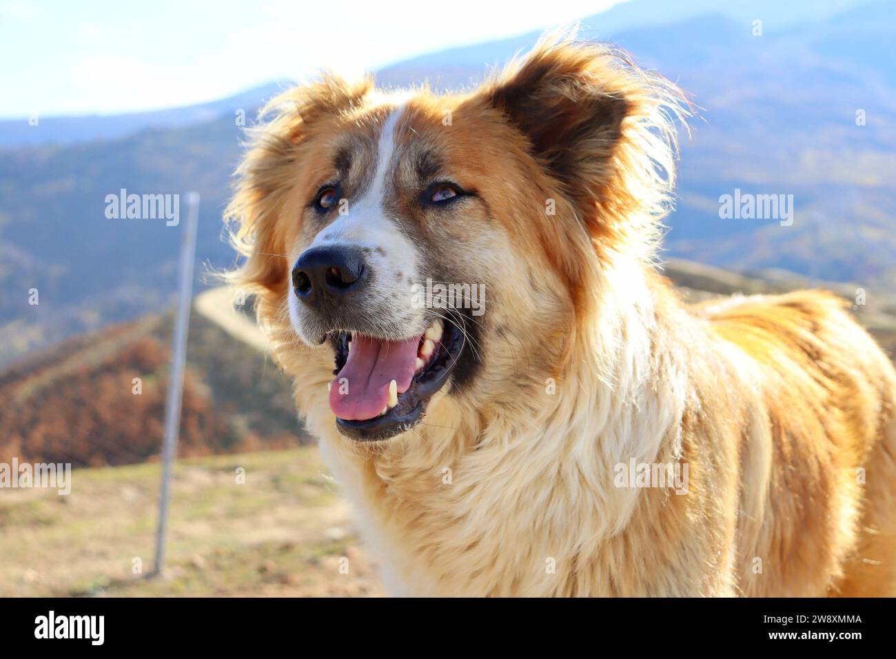 cane da pastore con bocca aperta dall'angolo anteriore Foto Stock