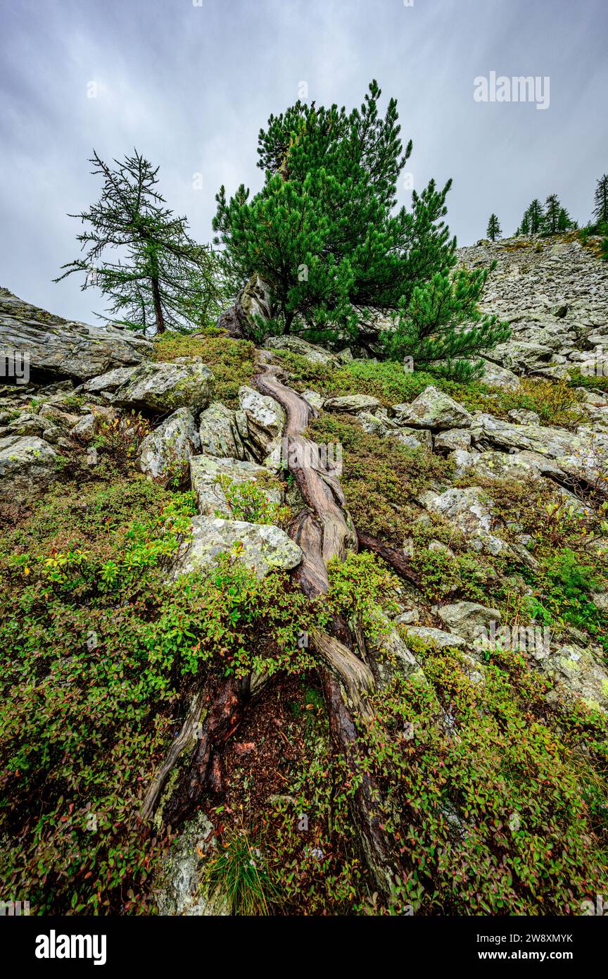 Un pino svizzero monumentale di circa 300 anni fa nel Parco naturale del Mont Avic, Valle d'Aosta, Italia. Foto Stock