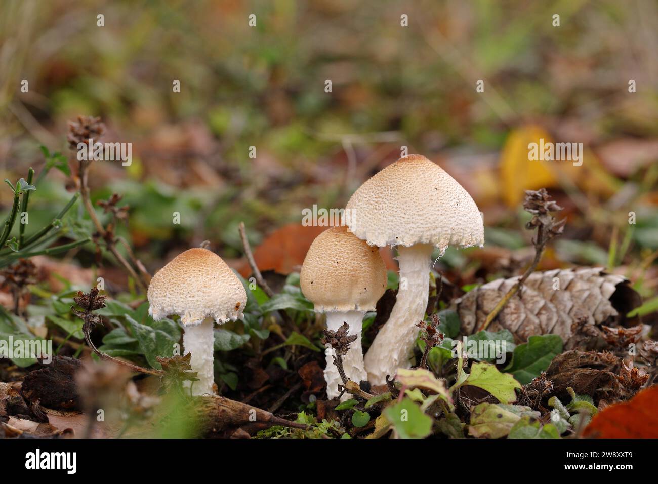 Tappo di mattoni (Hypholoma sublateritium) su ceppo di alberi in decomposizione, Wilnsdorf, Renania settentrionale-Vestfalia, Germania Foto Stock