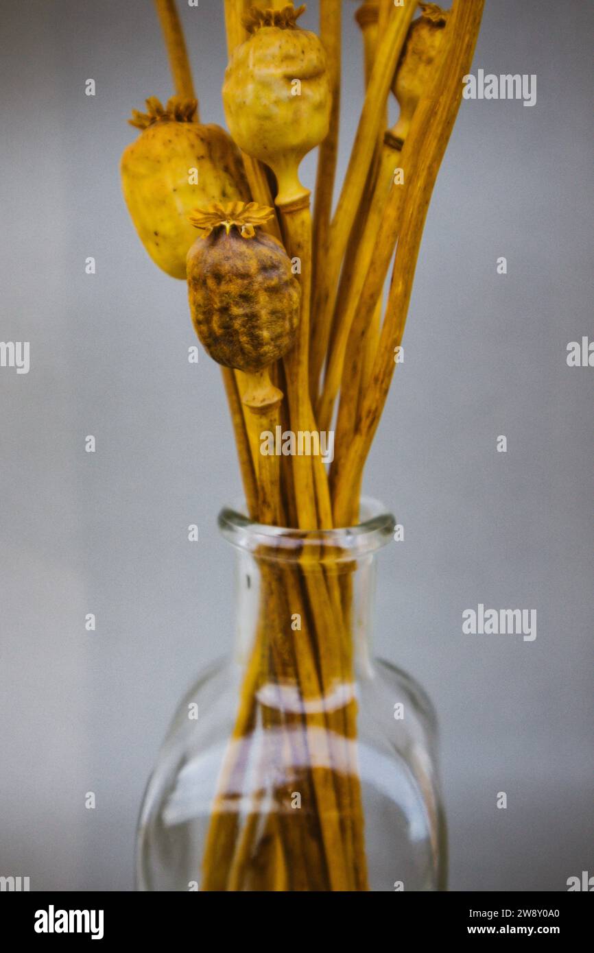 Teste di papavero gialle secche, fiori gialli secchi in vaso di vetro su sfondo verticale grigio. Decorazioni rurali per interni domestici. Composizione floreale, spazio di copia. Foto Stock