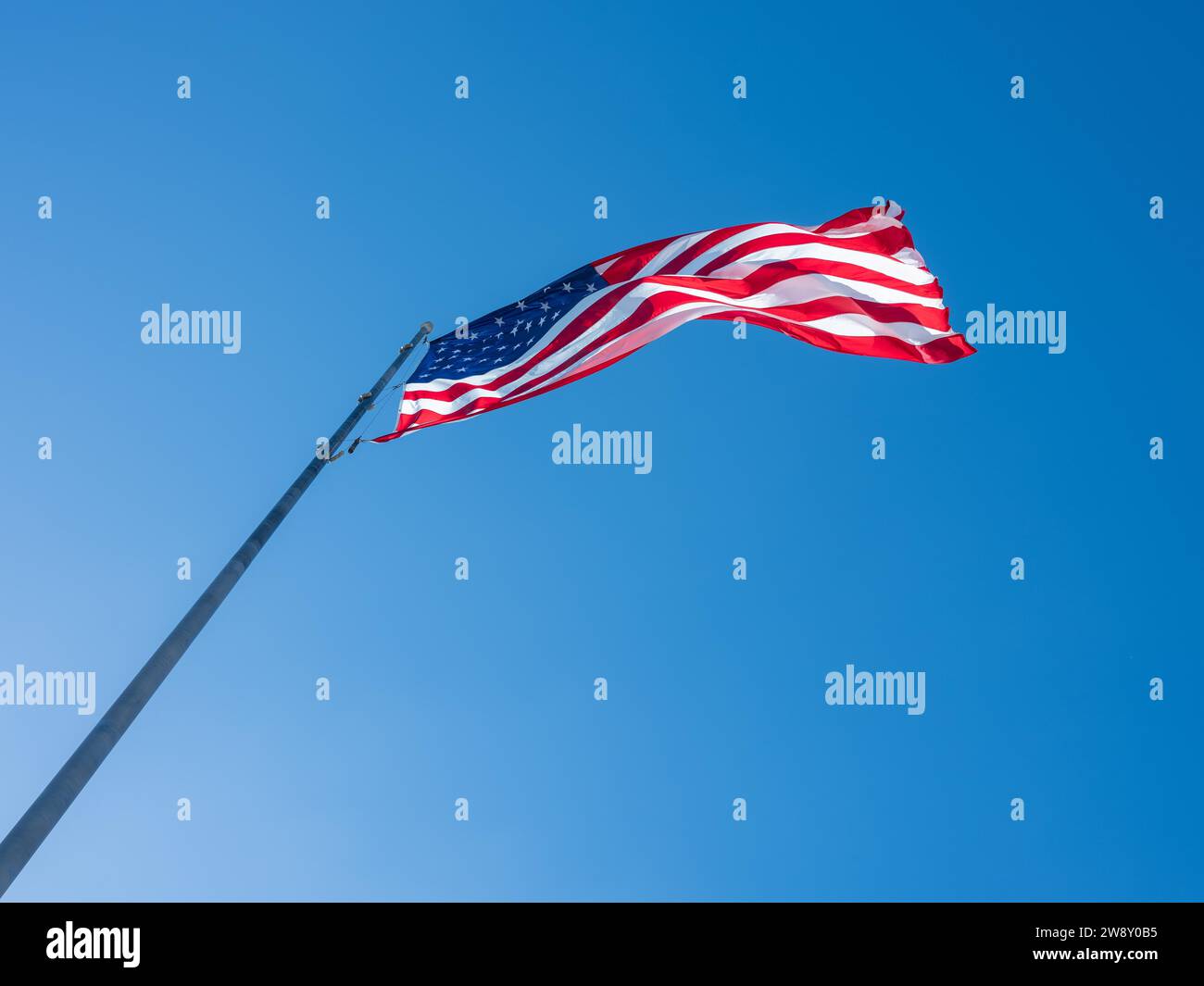 Bandiera americana, Big Cypress National Preserve, Everglades, Nord America, Florida, USA Foto Stock