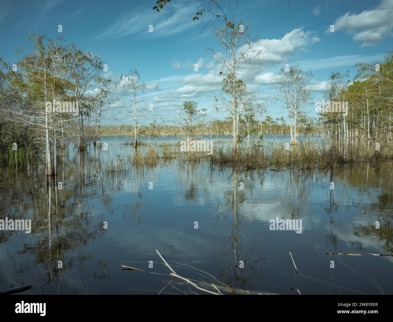 Lagoon, Big Cypress National Preserve, Everglades, Nord America, Florida, USA Foto Stock