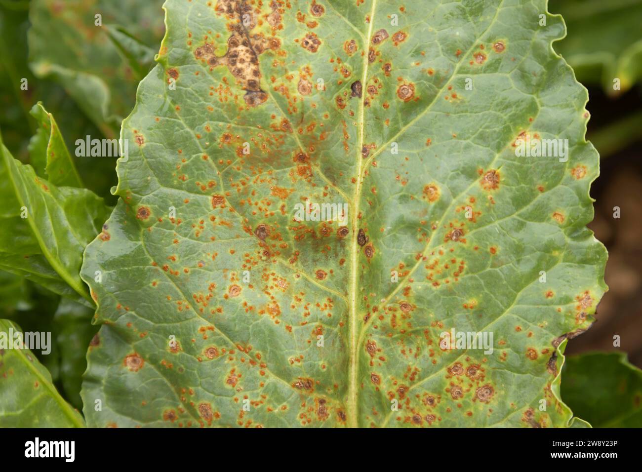 Barbabietola da zucchero (Beta vulgaris) foglia di coltura infetta da Rust (Uromyces beticola) malattia fogliare in un campo agricolo coltivabile, Inghilterra, Regno Unito Foto Stock