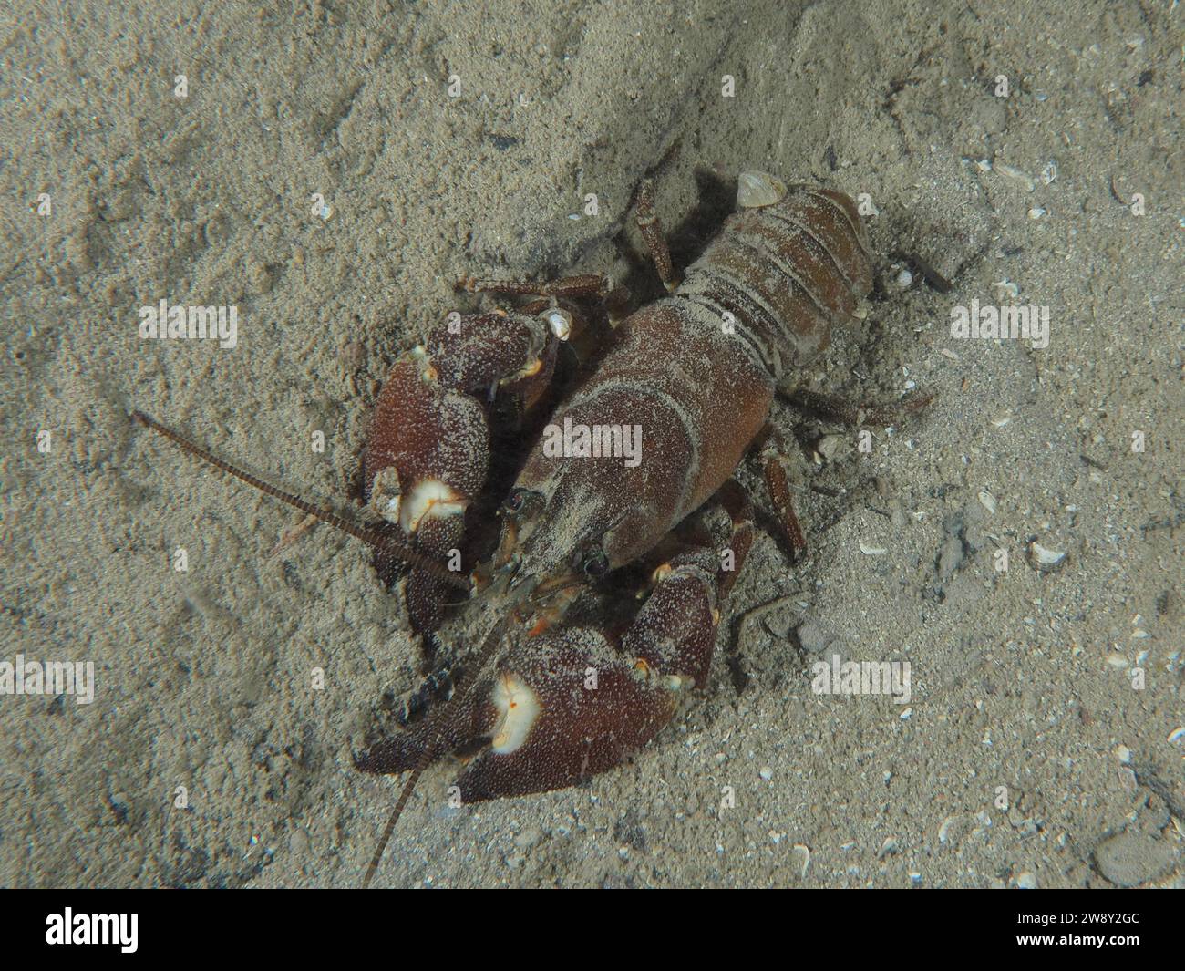 Gamberi di segnalazione (Pacifastacus leniusculus), gamberi americani, specie invasive, sito di immersione di Terlinden, Kuesnacht, lago di Zurigo, Canton Zurigo Foto Stock