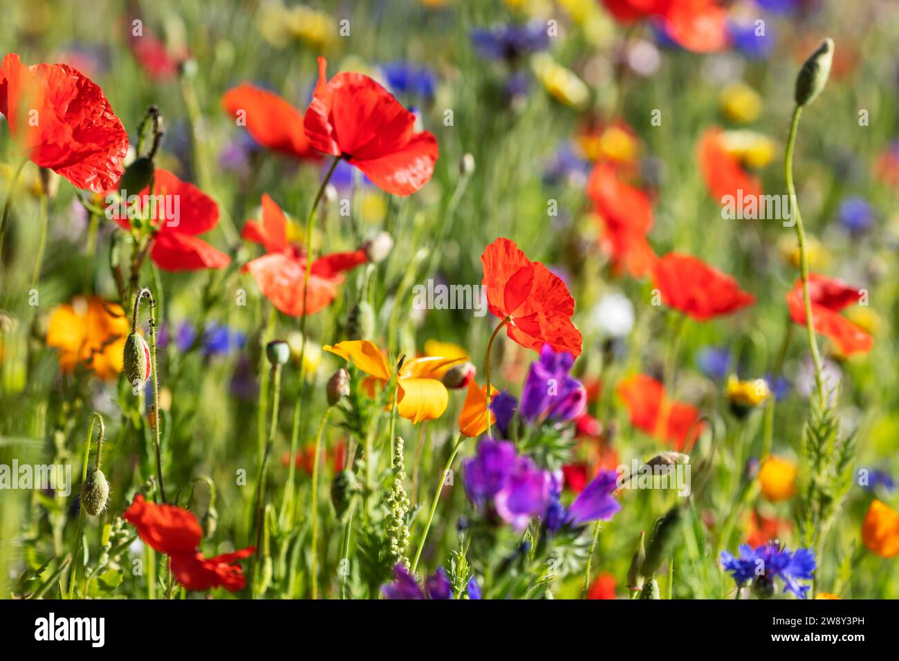 Papavero, erbe selvatiche, Baviera, Germania Foto Stock