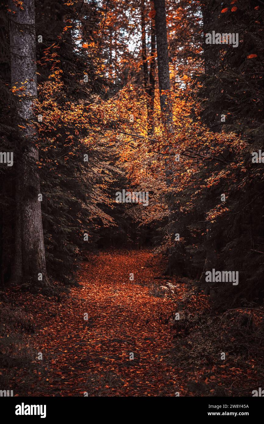 ein Weg durch einen herbstlichen Wald voller bunter Herbstblätter, ein PFAD mit herbstliche Stimmung im Wald Foto Stock