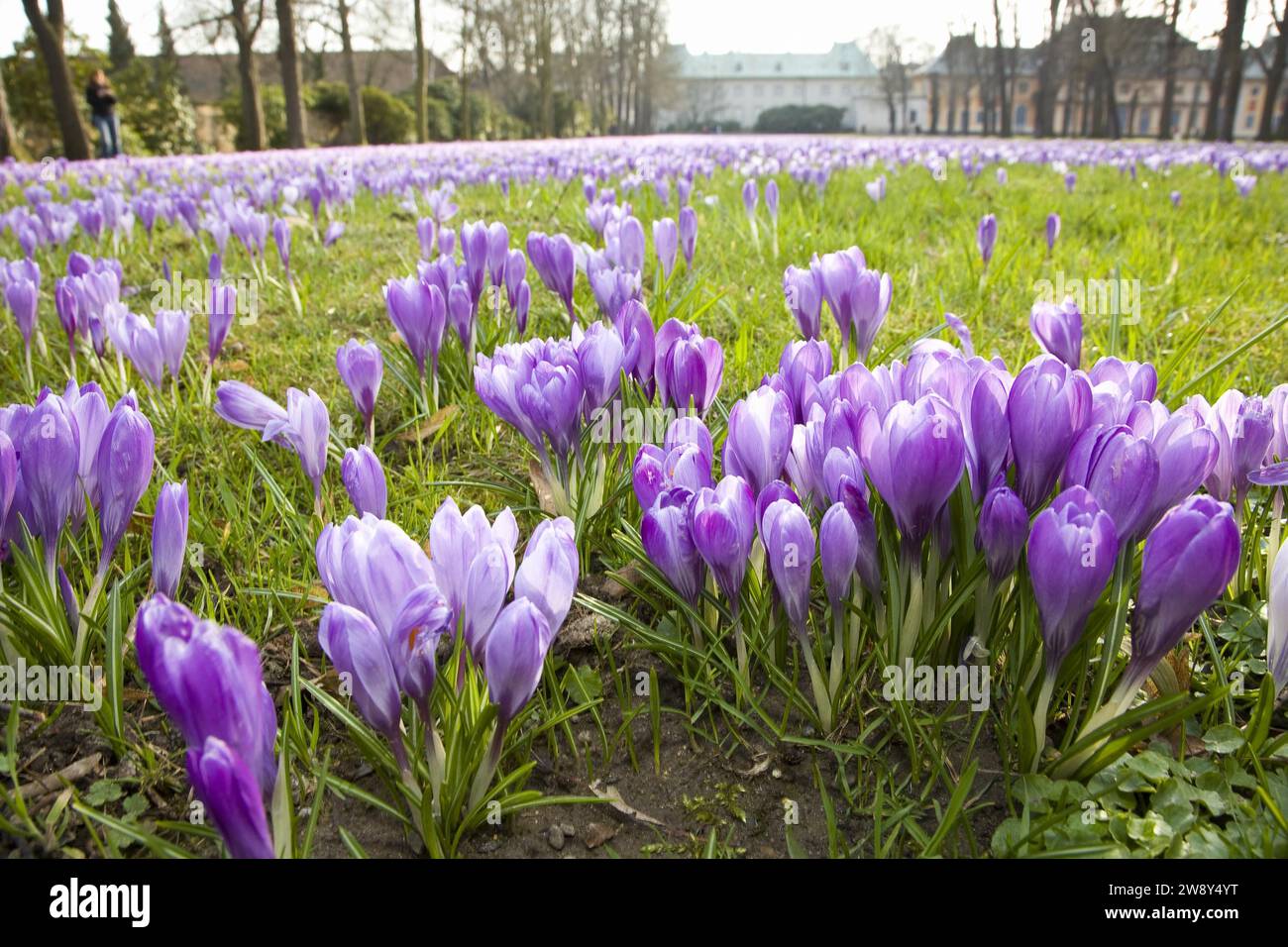 I prati di croco Pillnitz, migliaia di croci annunciano la primavera nei prati del Pillnitz Palace Park a marzo Foto Stock