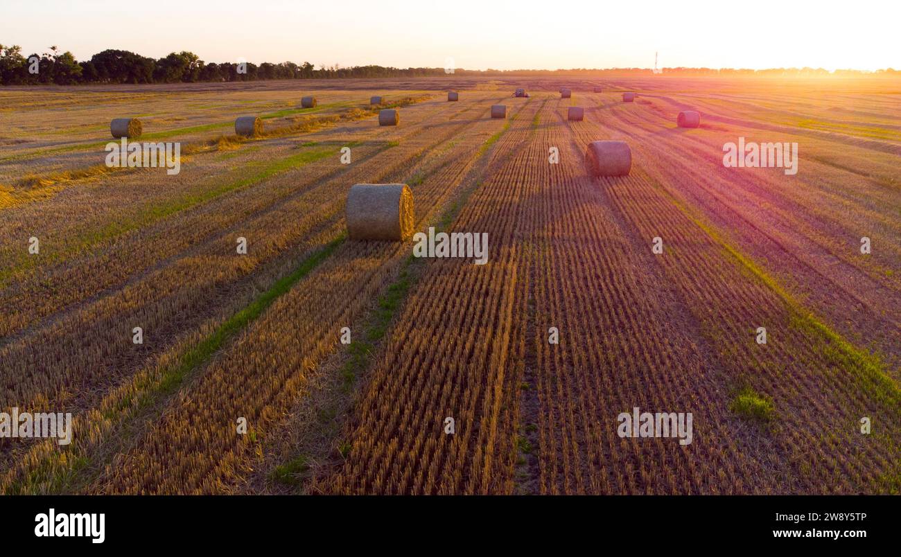 Molte balle di paglia di grano ritorte in rotoli con ombre lunghe dopo la raccolta del grano si trovano sul campo durante l'alba al tramonto. Volare sulle balle di paglia rotola sul campo. Vista aerea con droni. Paesaggio agricolo Foto Stock