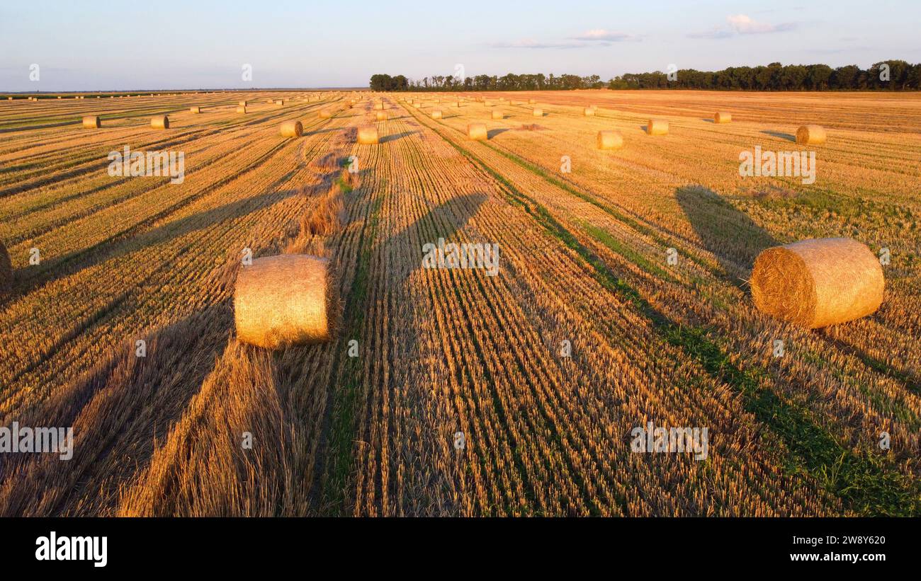 Molte balle di paglia di grano ritorte in rotoli con ombre lunghe dopo la raccolta del grano si trovano sul campo durante l'alba al tramonto. Volare sulle balle di paglia rotola sul campo. Vista aerea con droni. Paesaggio agricolo Foto Stock