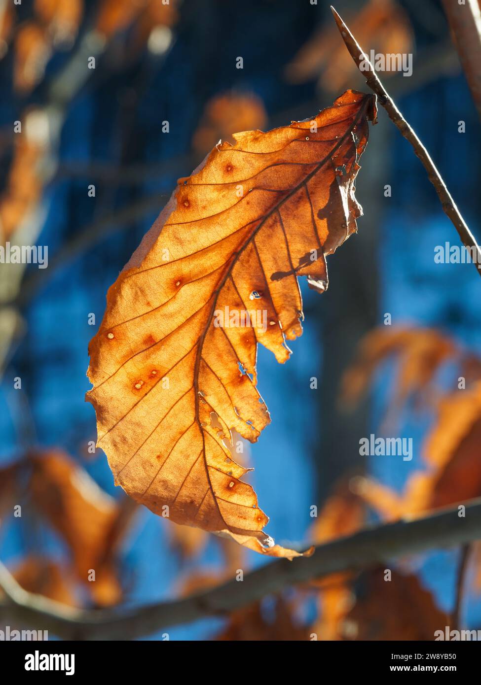 Foglie di faggio asciutte su un ramo. Quebec, Canada Foto Stock