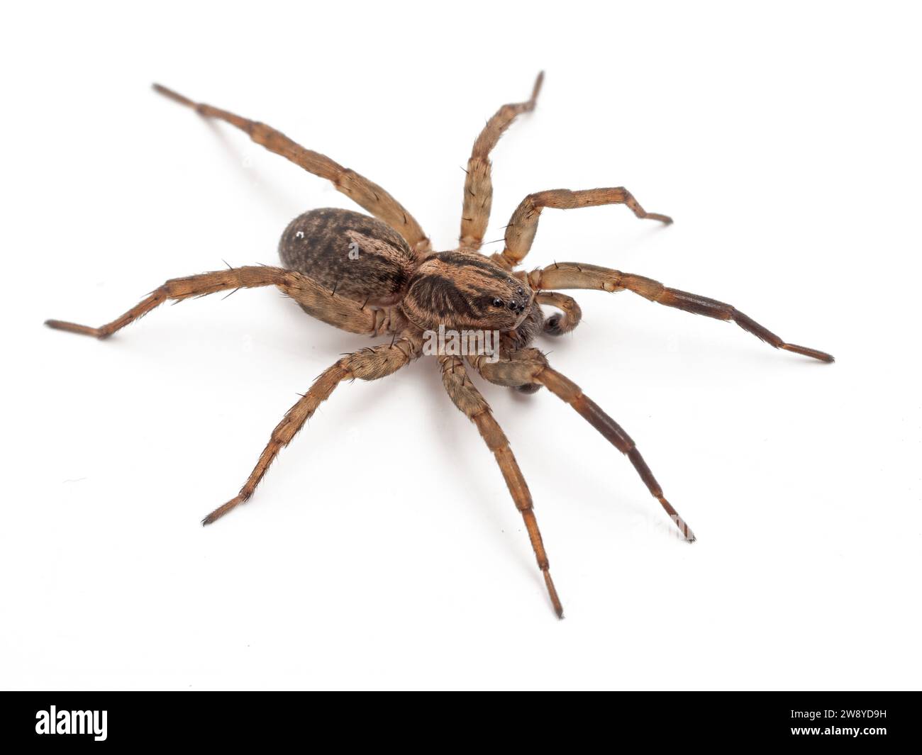Ragno lupo (Alopecosa aculeata) dall'alto, isolato su bianco Foto Stock