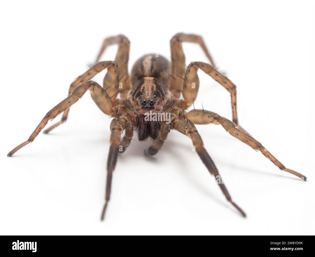 Un ragno di lupo (Alopecosa aculeata) rivolto verso la telecamera, isolato su bianco Foto Stock